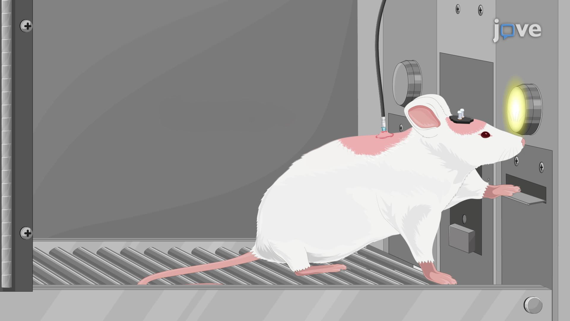 Deep Brain Stimulation as a Treatment for Drug Addiction in a Rat Model