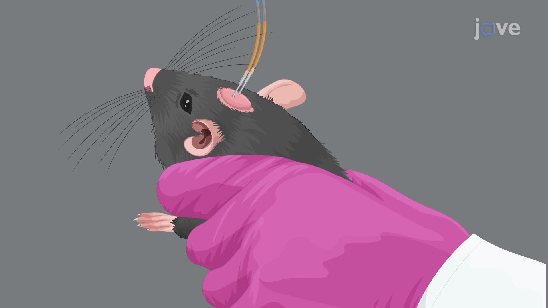 Microinjection of Tetrodotoxin into the Brain of an Awake Female Rat to Inhibit Ovulation