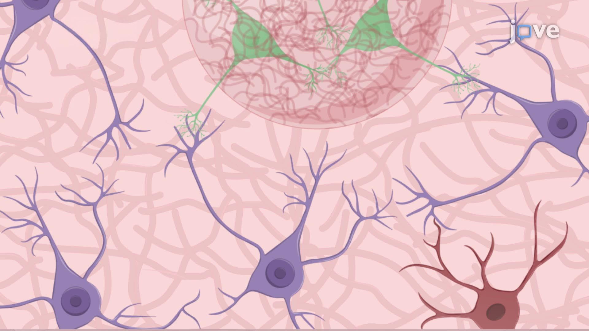 Transplantation of Stem Cell-Derived Neuronal Progenitors into Human Cortical Slices