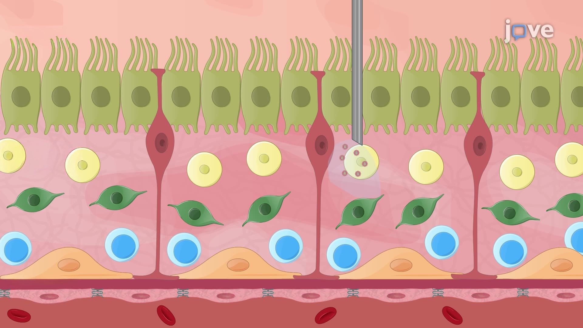 Stereotaxic Injection of Viruses for Stable Genetic Modification in a Mouse Model
