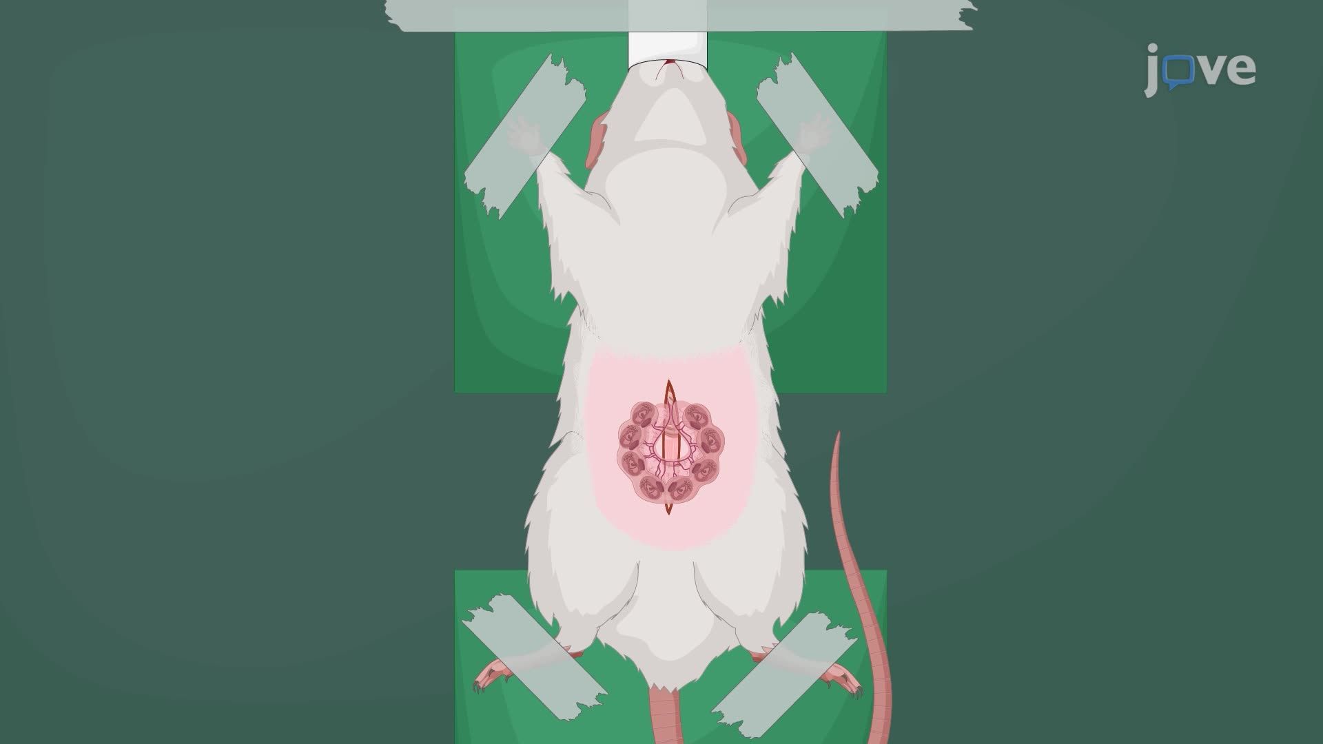 Neural Plate Cell Manipulation Through In Utero Nanoinjection in an Embryonic Mouse Model