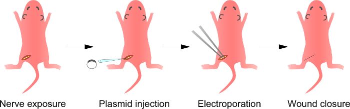 Gene editing process: diagram shows nerve exposure, plasmid injection, electroporation, wound closure.