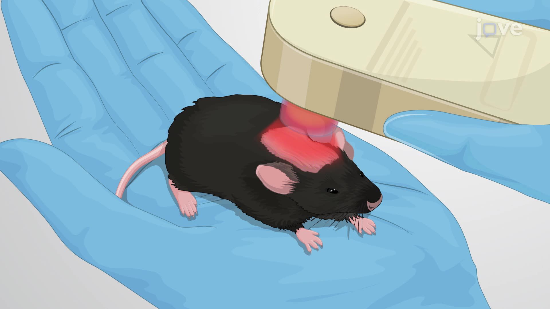 Modulating Sensory Neuronal Signaling in a Mouse Model Using Near Infrared Light