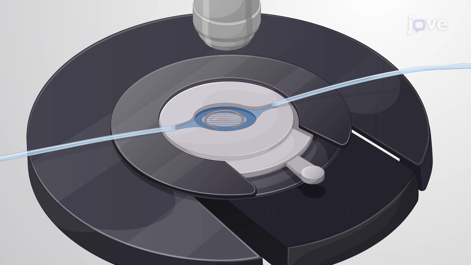 التعبير الجيني عن طريق التثقيب الكهربائي أحادي الخلية في مزارع شرائح الحصين في الفئران