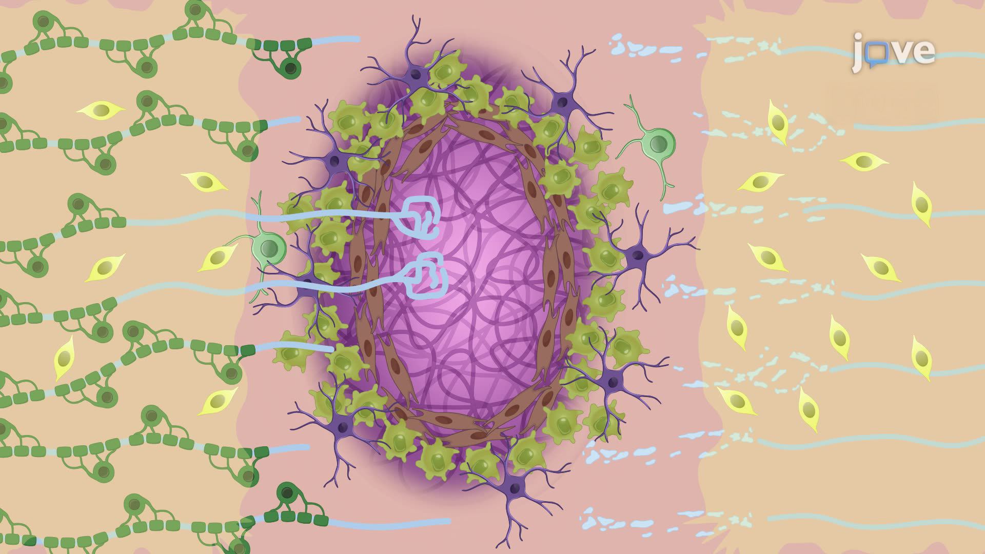 Injecting Self-Assembling Peptides and Neural Precursor Cells for Spinal Cord Repair in a Rat Model