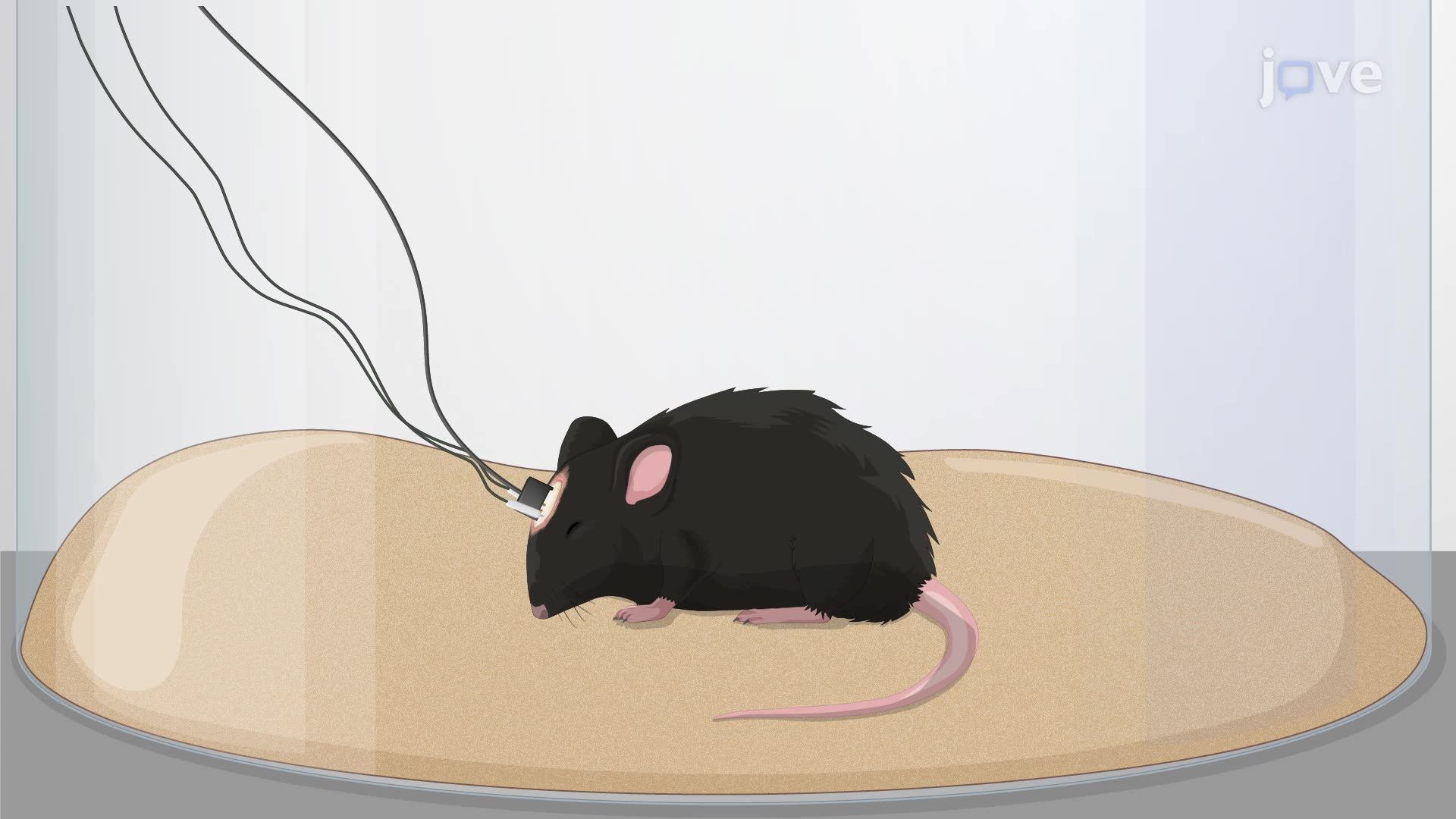 Farelerde Uykudan Uutanlığa Geçiş için Nöral Devrelerin Optogenetik Manipülasyonu