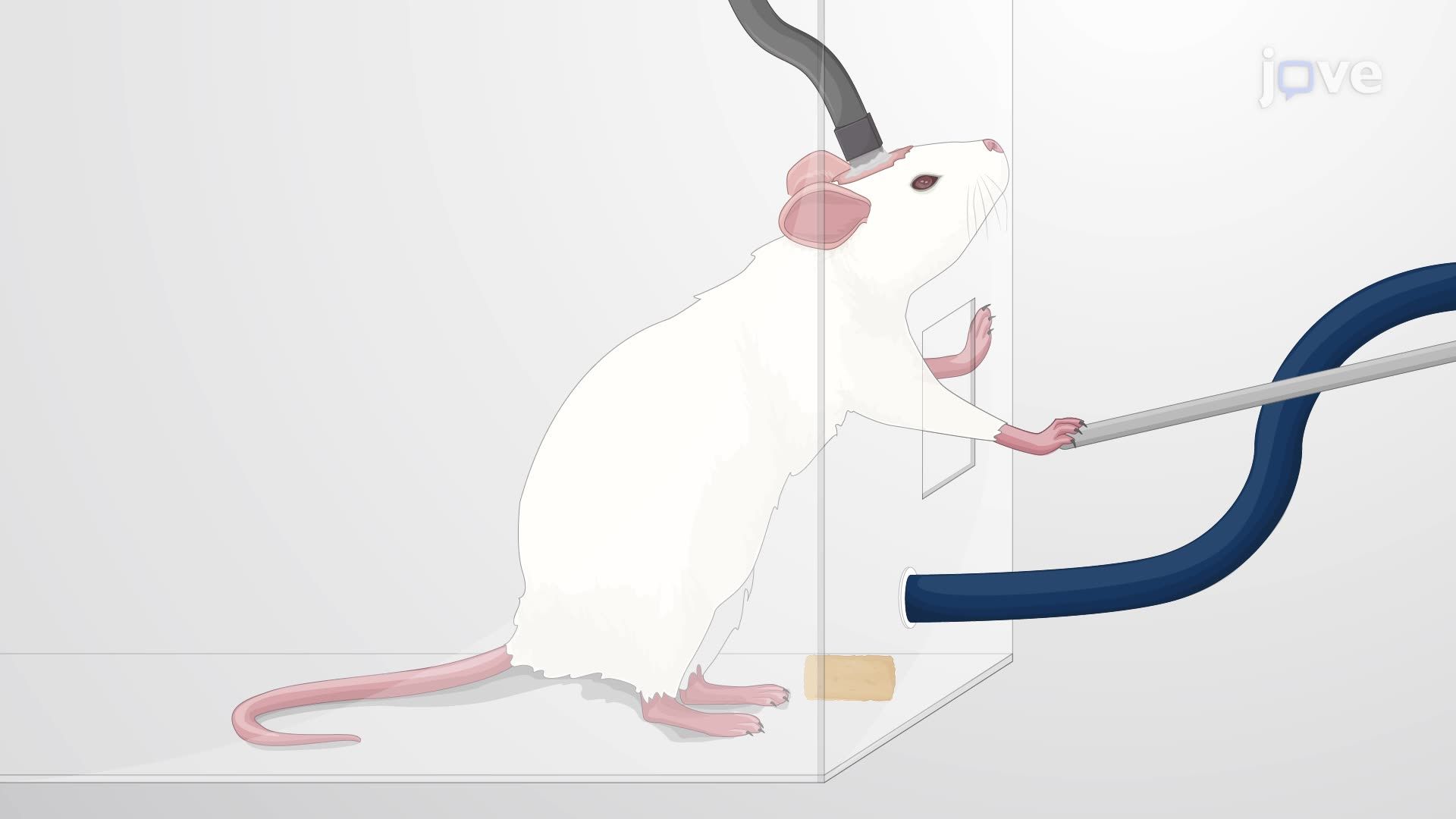 Vagus Nerve Stimulation via Chronically Implanted Peripheral Nerve Cuff Electrodes in Rats