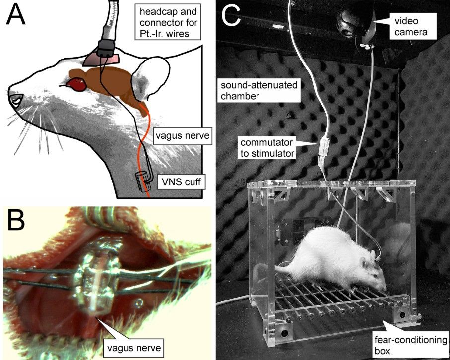 Vagus nerve stimulation diagram and experiment setup in sound-attenuated chamber with rat in box.