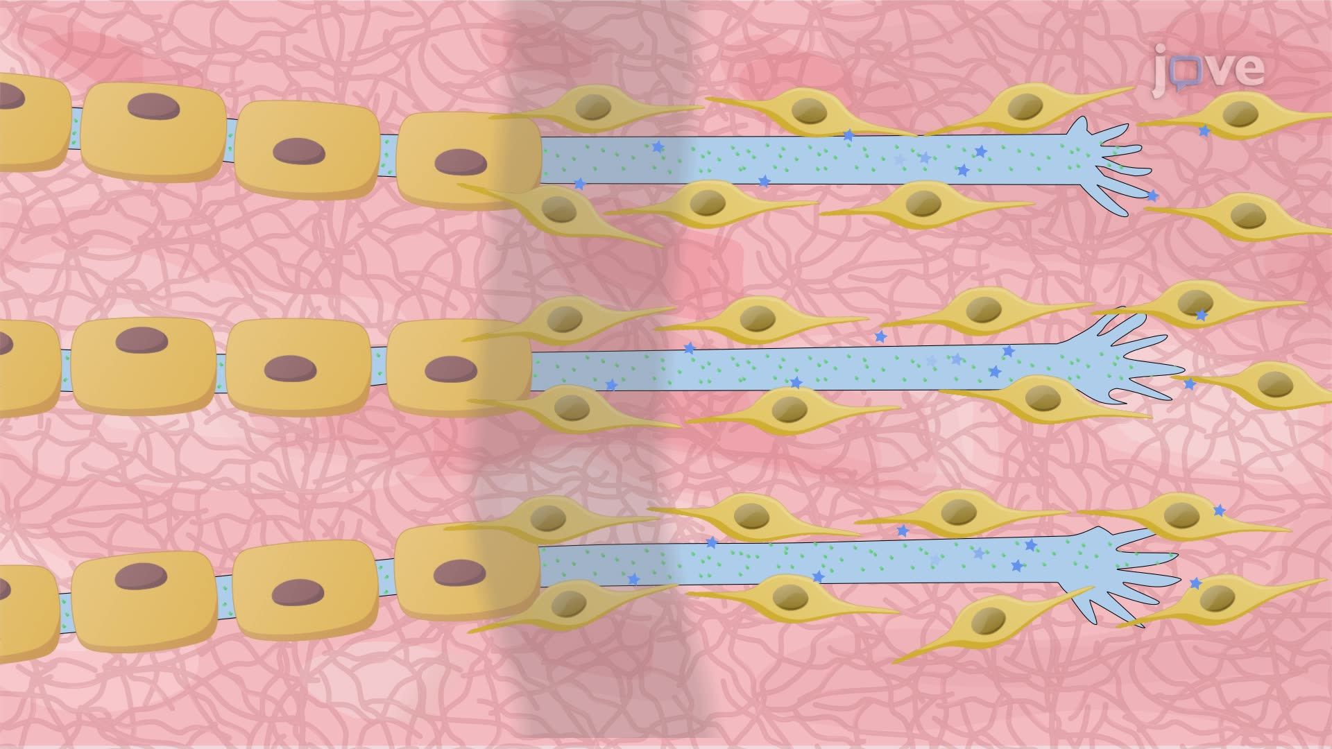 Ezilme yaralanmasını takiben bir farenin siyatik sinirinde aksonal rejenerasyon