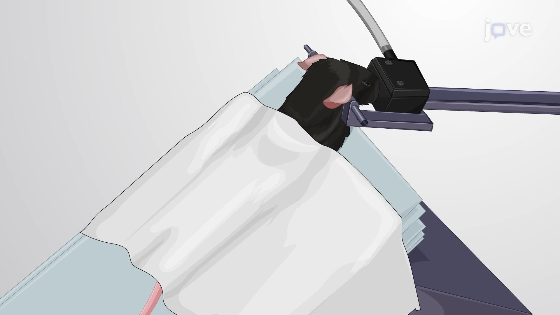 Targeted Drug Delivery in a Mouse Model via Cisterna Magna Injection