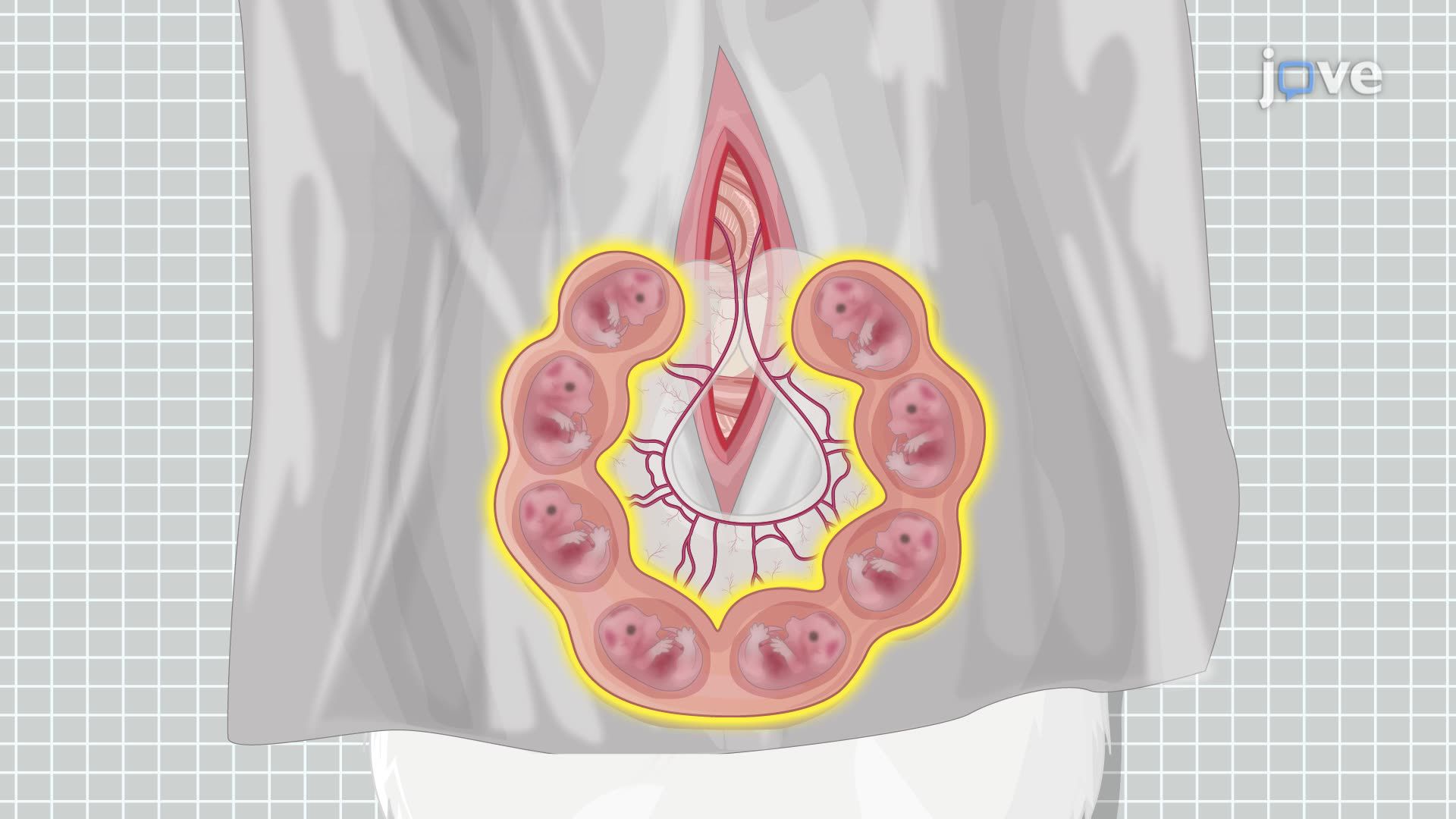 In Utero Viral Transduction in a Mouse