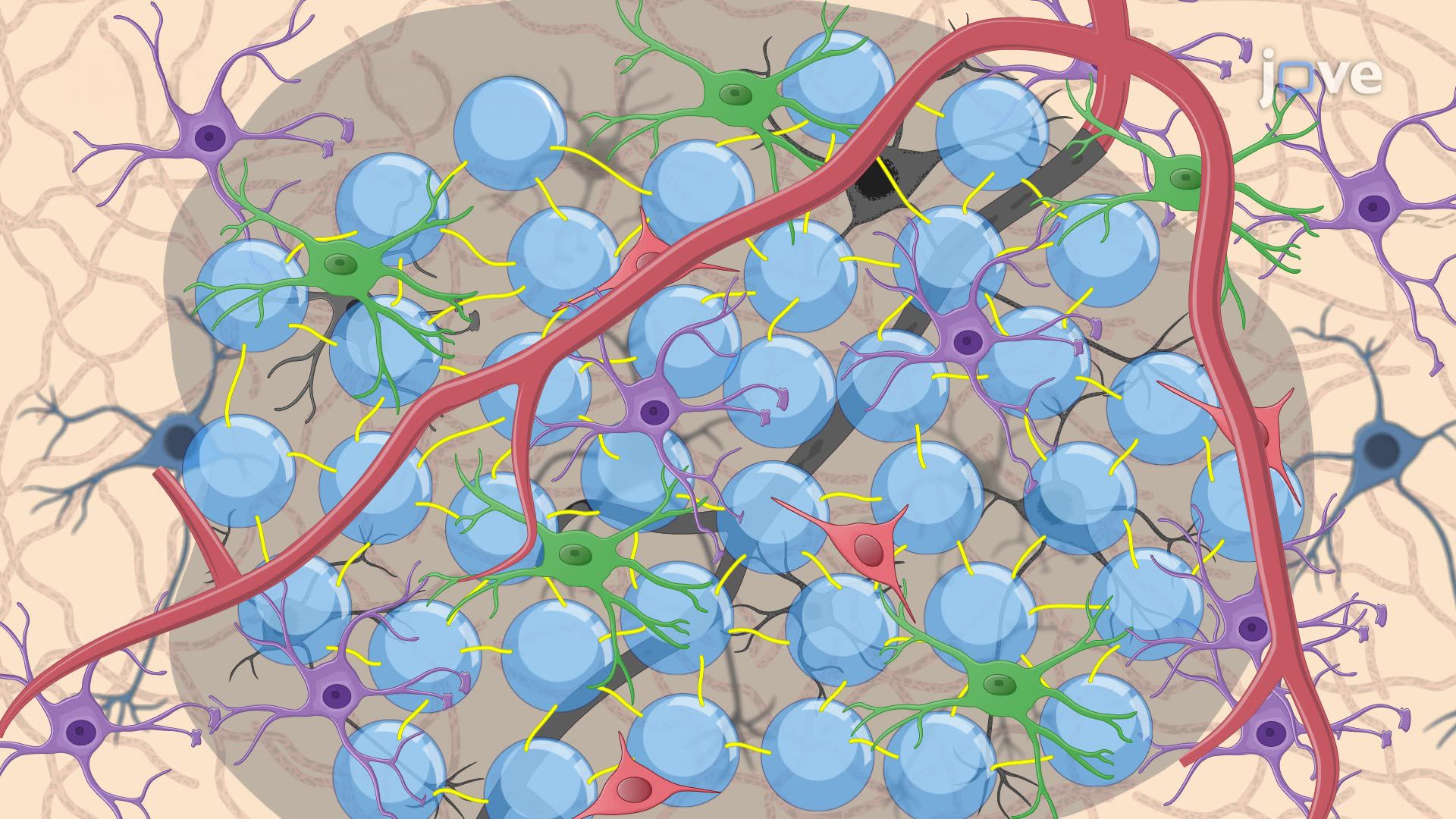 Stereotactic Injection of Hydrogel into a Post-Stroke Mouse Model