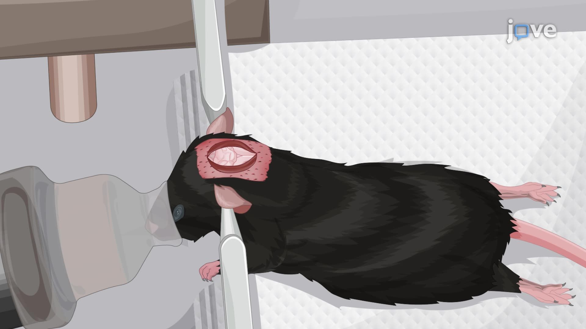 Cannula Implantation into the Cisterna Magna in a Mouse Model