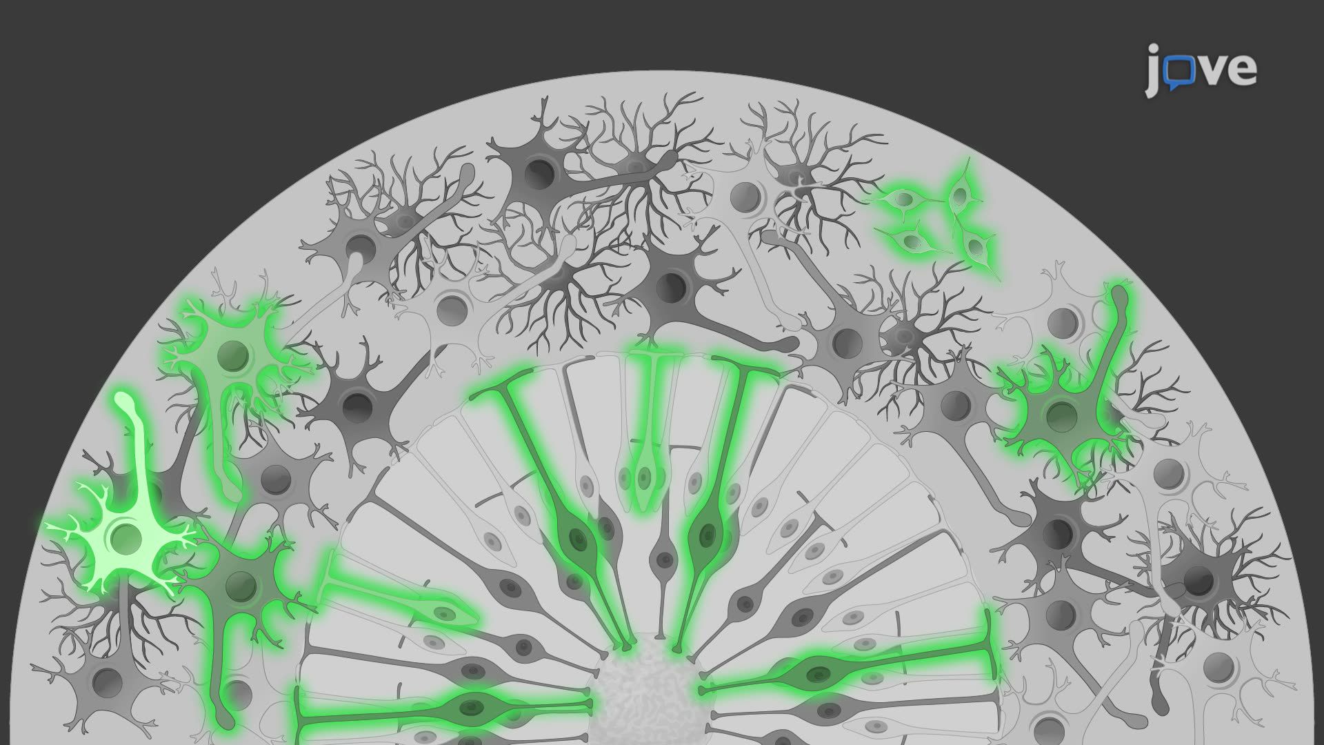 Injection of Fluorescent Neural Progenitor Cells into Human Cerebral Organoids for Transplantation Modeling