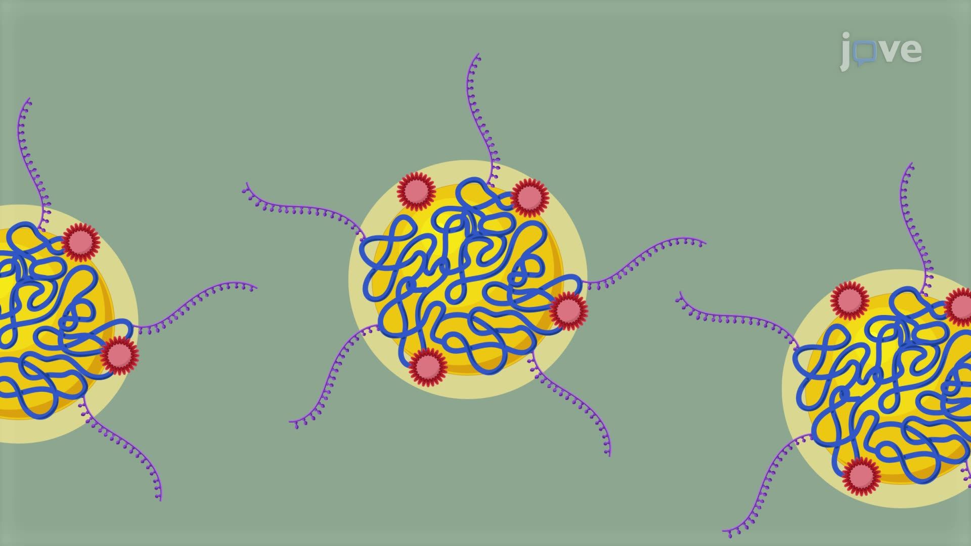 Intravenous Administration of Therapeutic Nanoparticles in a Murine Glioblastoma Model