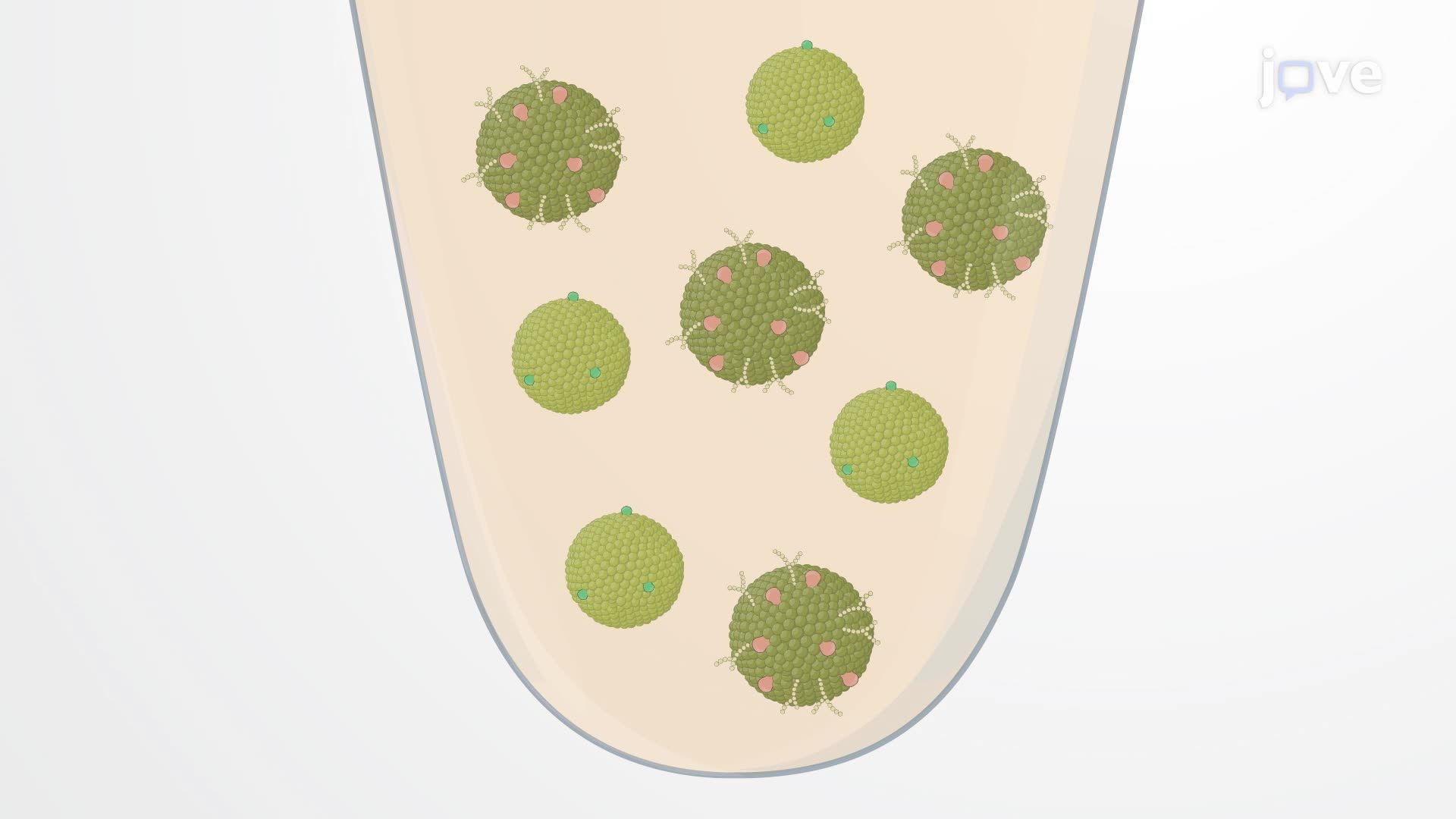 Separation of Inner and Outer Membrane Fractions of Gram-Negative Bacteria