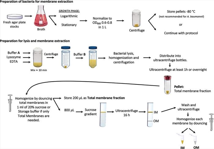 Bacterial membrane extraction, centrifuge, lysis protocol, ultracentrifuge diagram, homogenzation method.