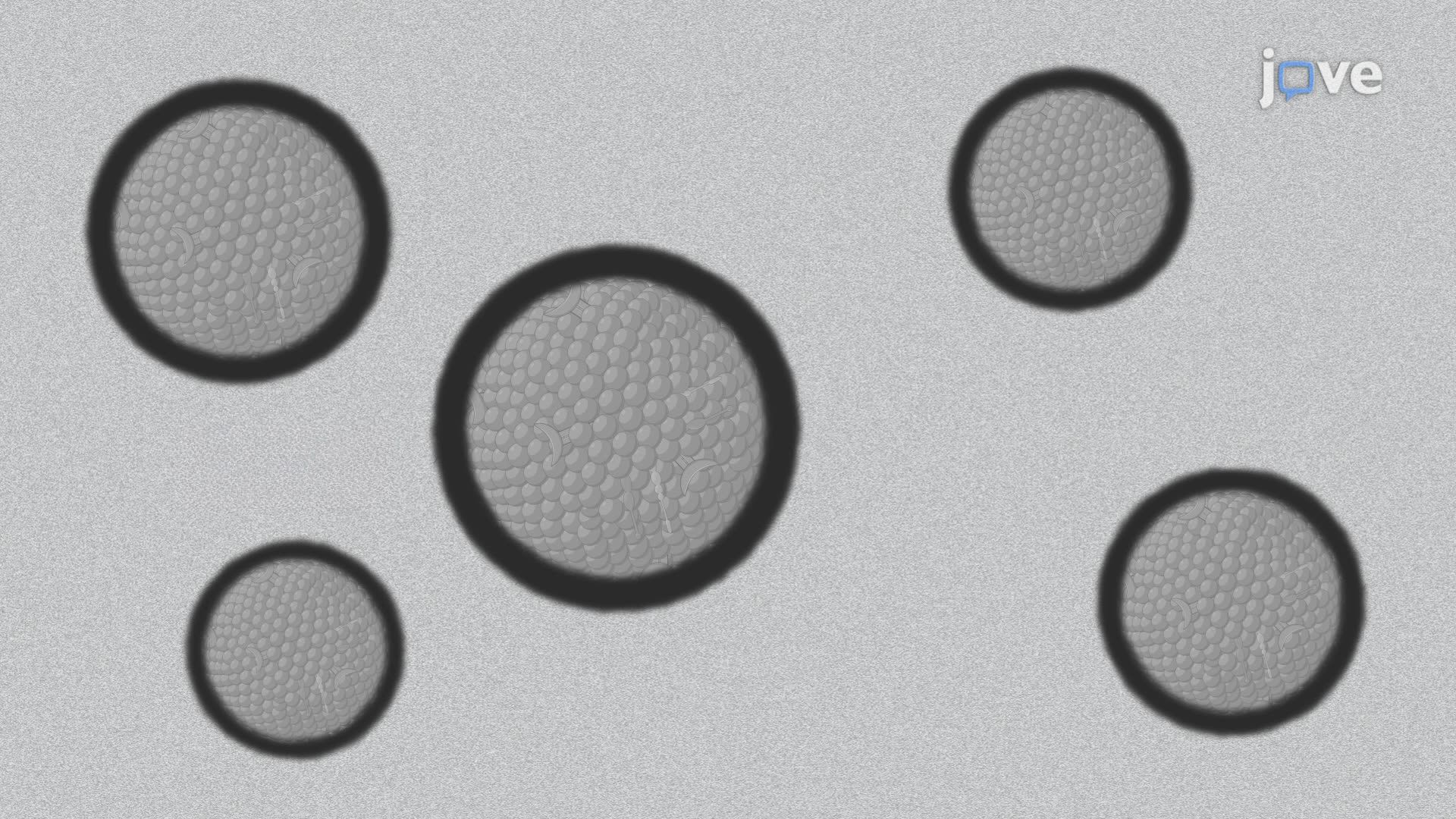 Visualization of Cyanobacterial Extracellular Vesicles Using Transmission Electron Microscopy