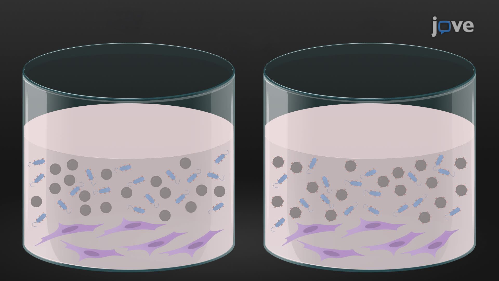 Assessing Bacteria-Host Cell Interactions Using Biomimetic Beads