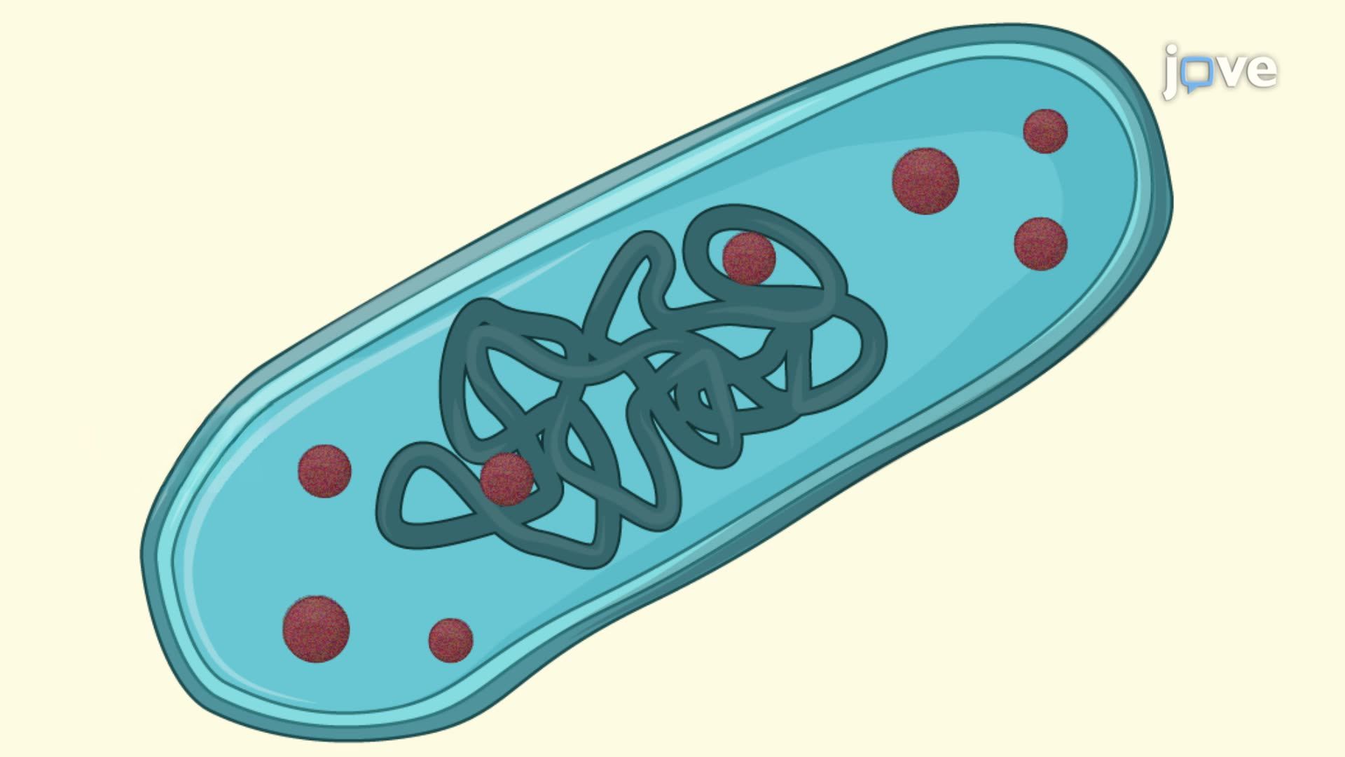 An Assay for the Quantification of Inorganic Polyphosphate in Bacteria