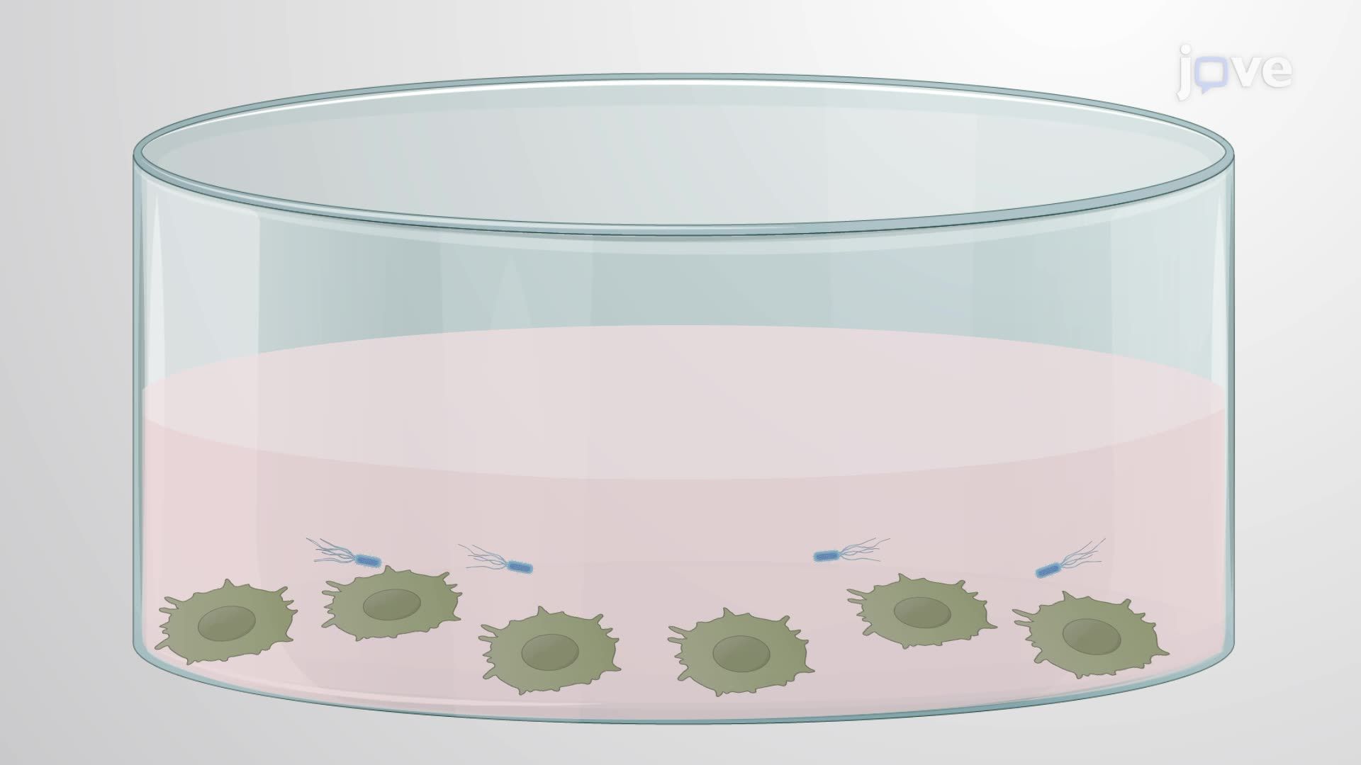 Assaying <i>Legionella pneumophila</i> Replication in Macrophages Pretreated with Outer Membrane Vesicles