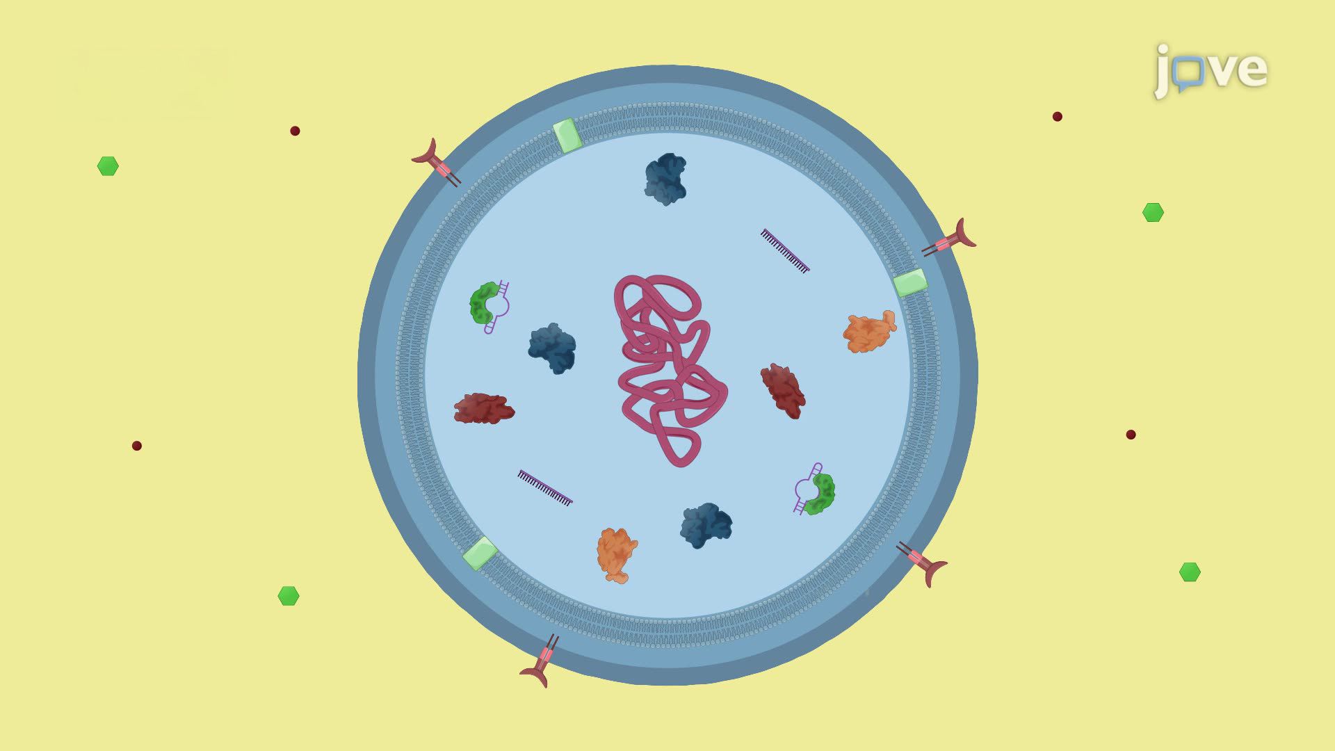 A Procedure for Bacterial Harvesting and Mechanical Lysis