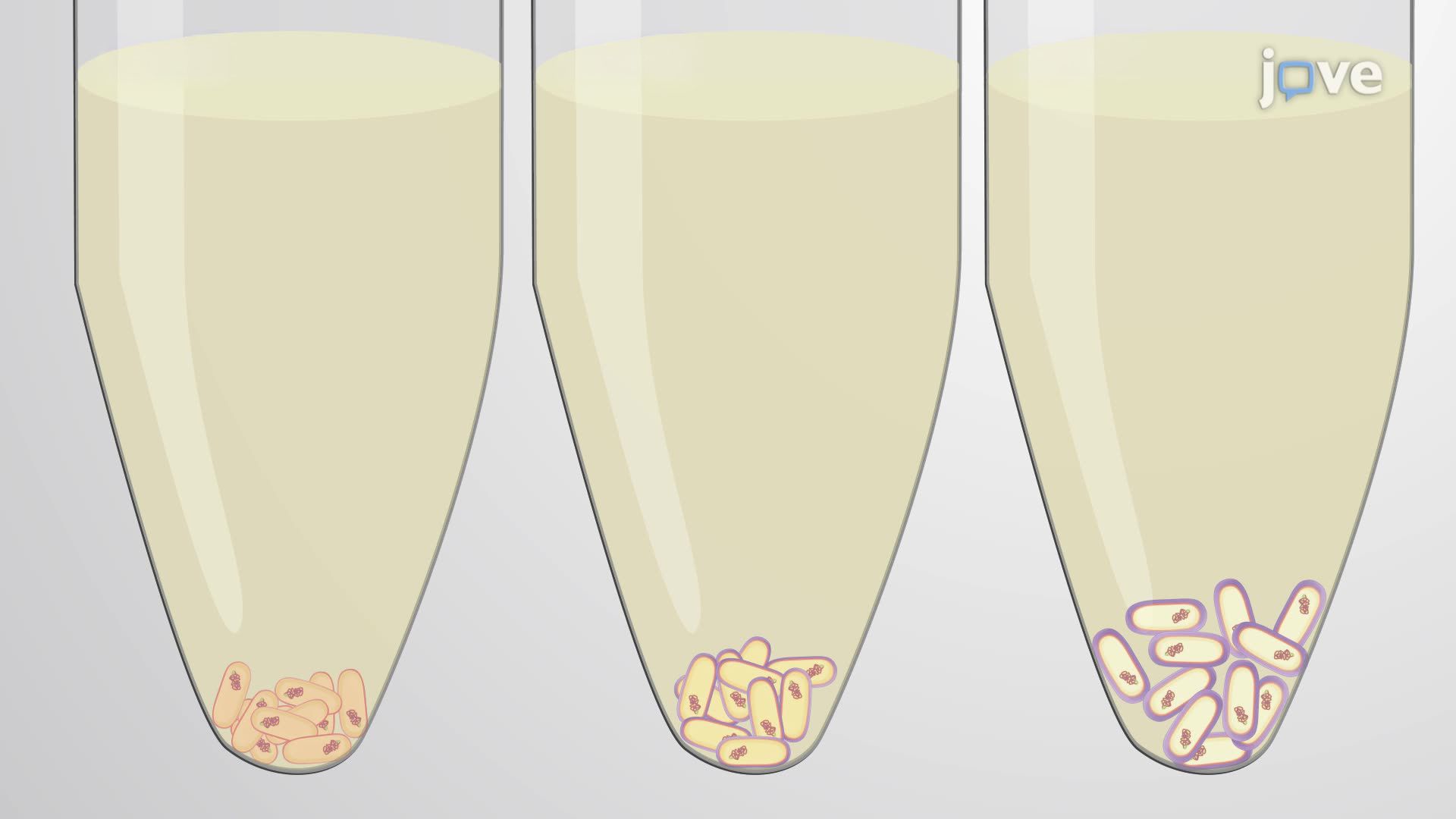 Culturing and Isolating Capsule-Forming Pathogenic Bacterial Strains