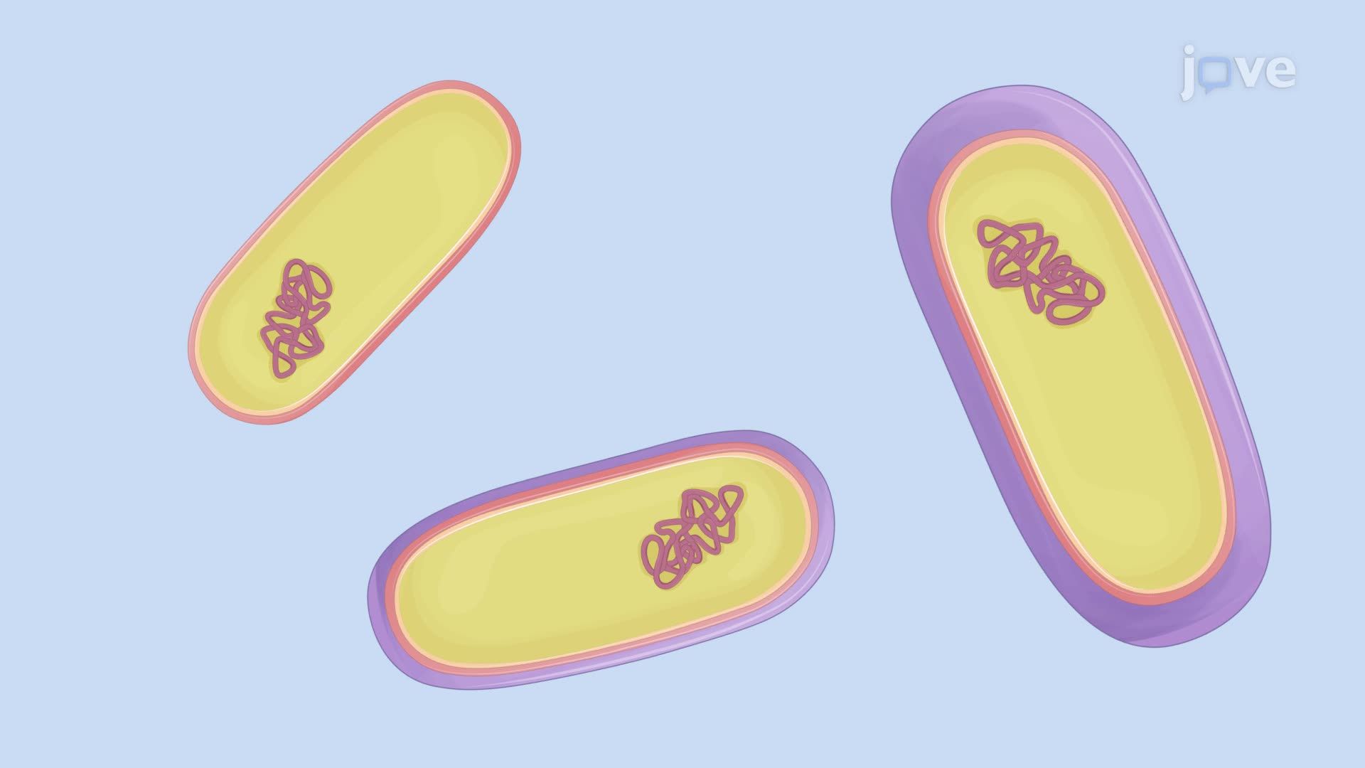 Separation of Bacteria by Capsule Amount Using a Discontinuous Density Gradient