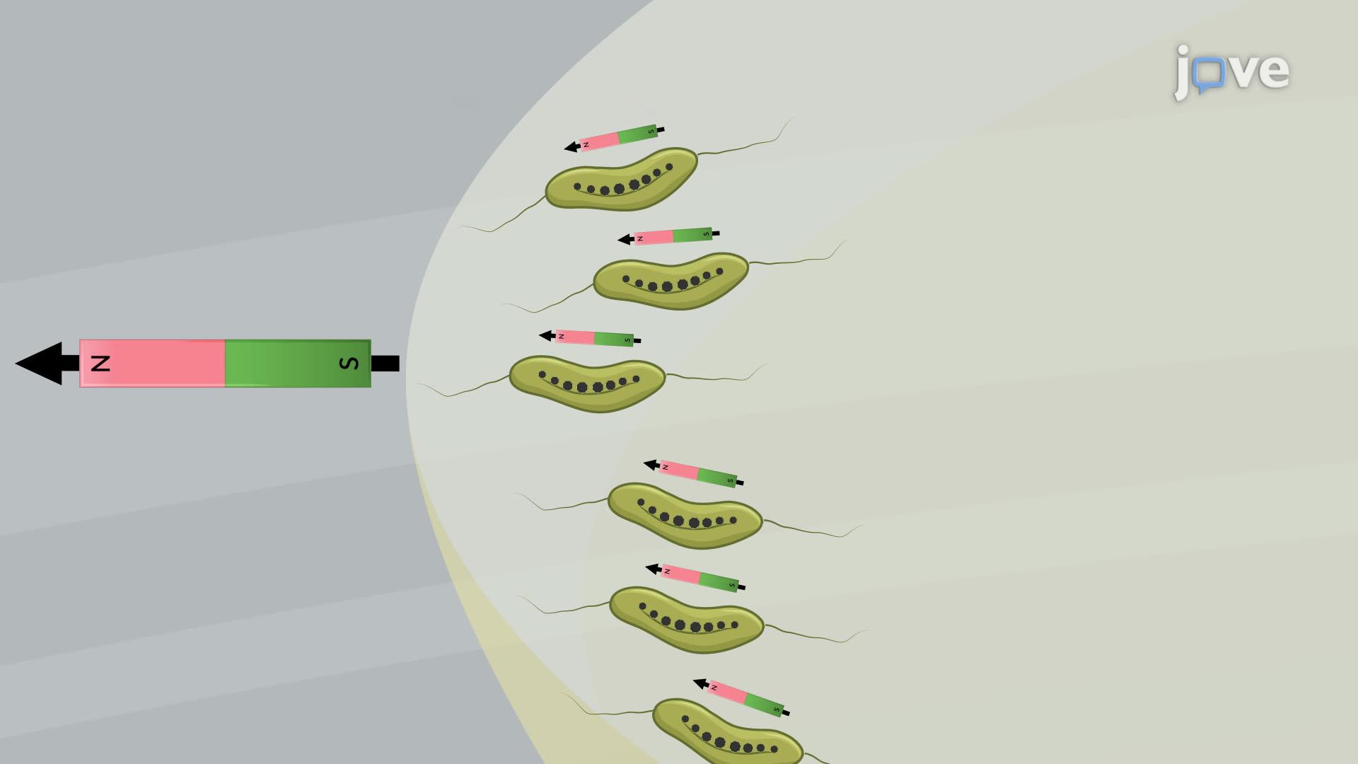 Growing <i>Magnetospirillum</i> Bacteria and Assessing Their Magnetotactic Behavior