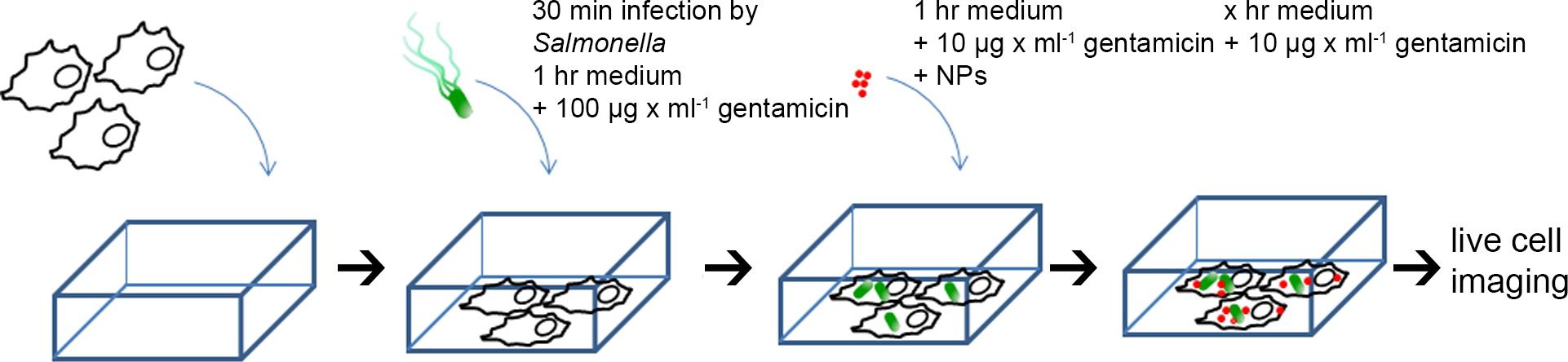 figure-results-1 Salmonella infection and gentamicin treatment process in cells; diagram for live cell imaging study.