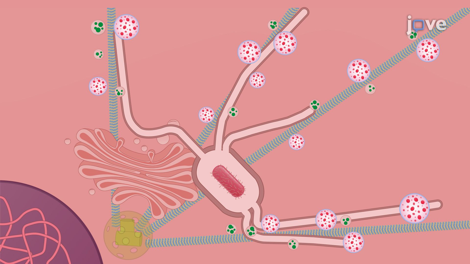 Nanoparticle-Mediated Visualization of Endo-Lysosomal Remodeling in Bacterially-Infected Cells