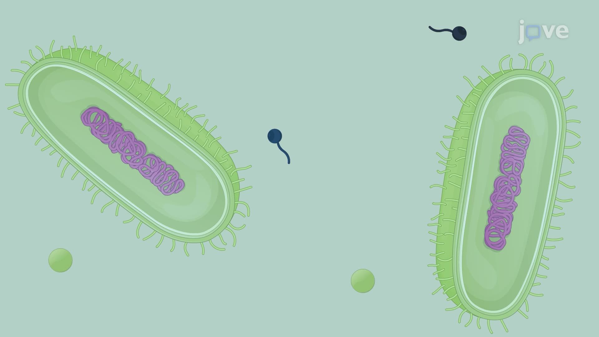 Culturing Mycobacterium tuberculosis Under Iron-Limited Conditions