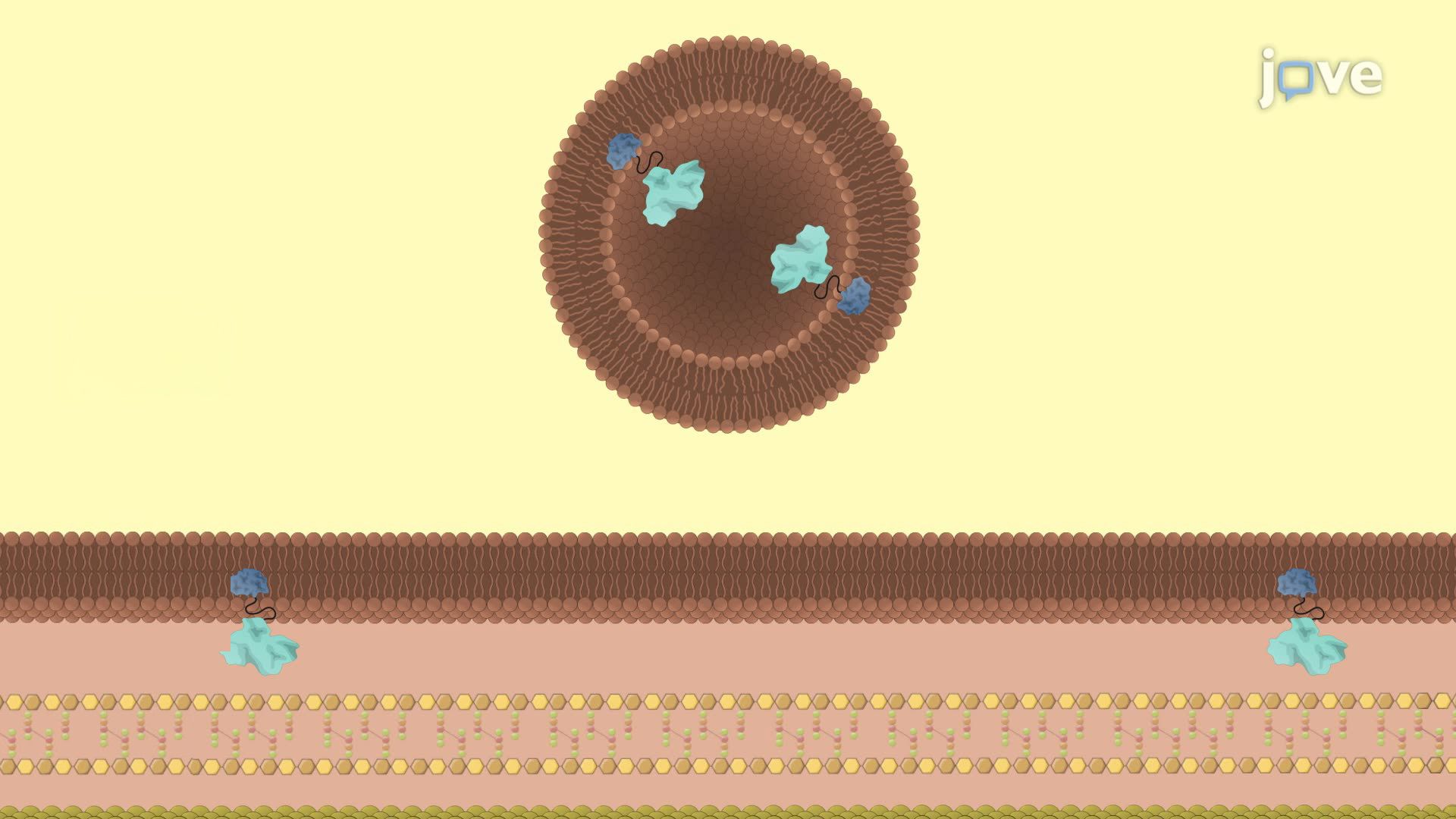 Isolation and Enrichment of Outer Membrane-Derived Extracellular Vesicles from Bacteria