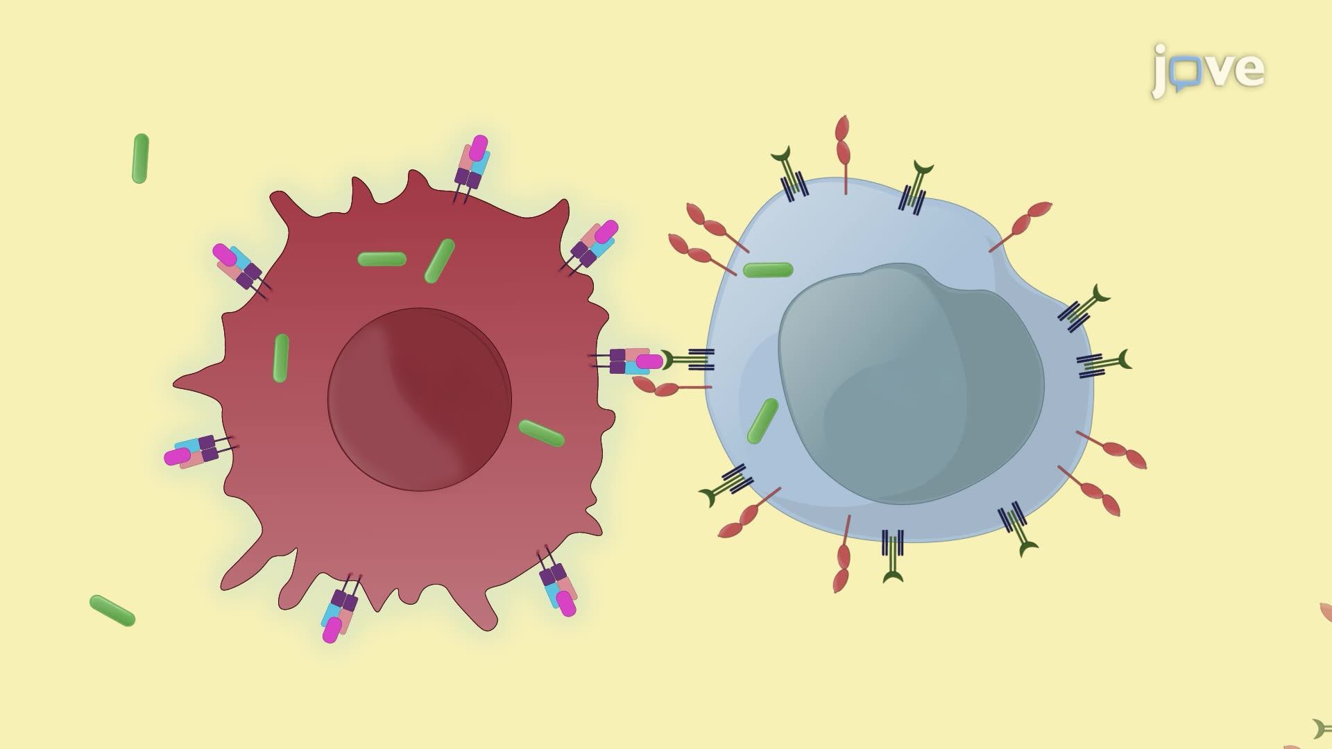 In Vitro Bacterial Transinfection of T Cells via Immunological Synapse Formation