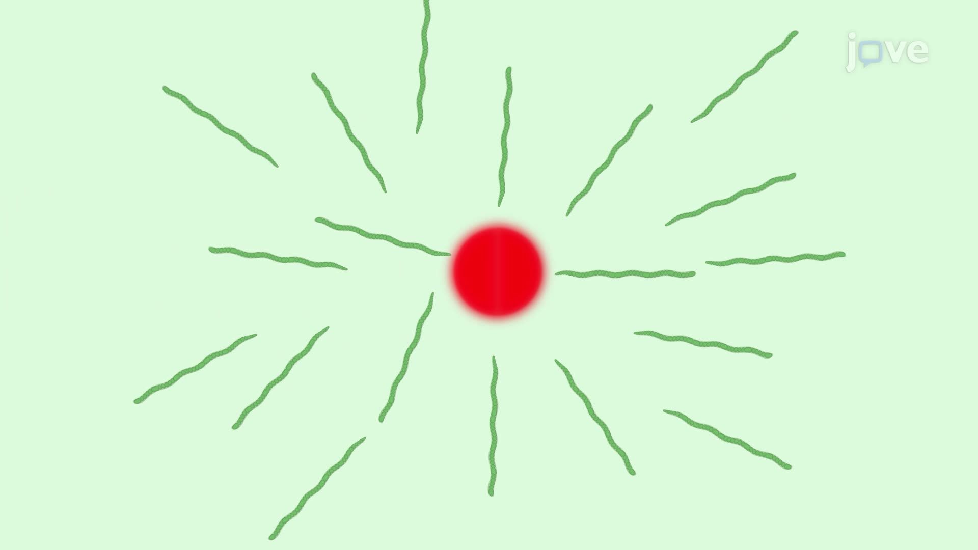 Phototaxis Assay of Filamentous Cyanobacteria Using Focused Light Illumination