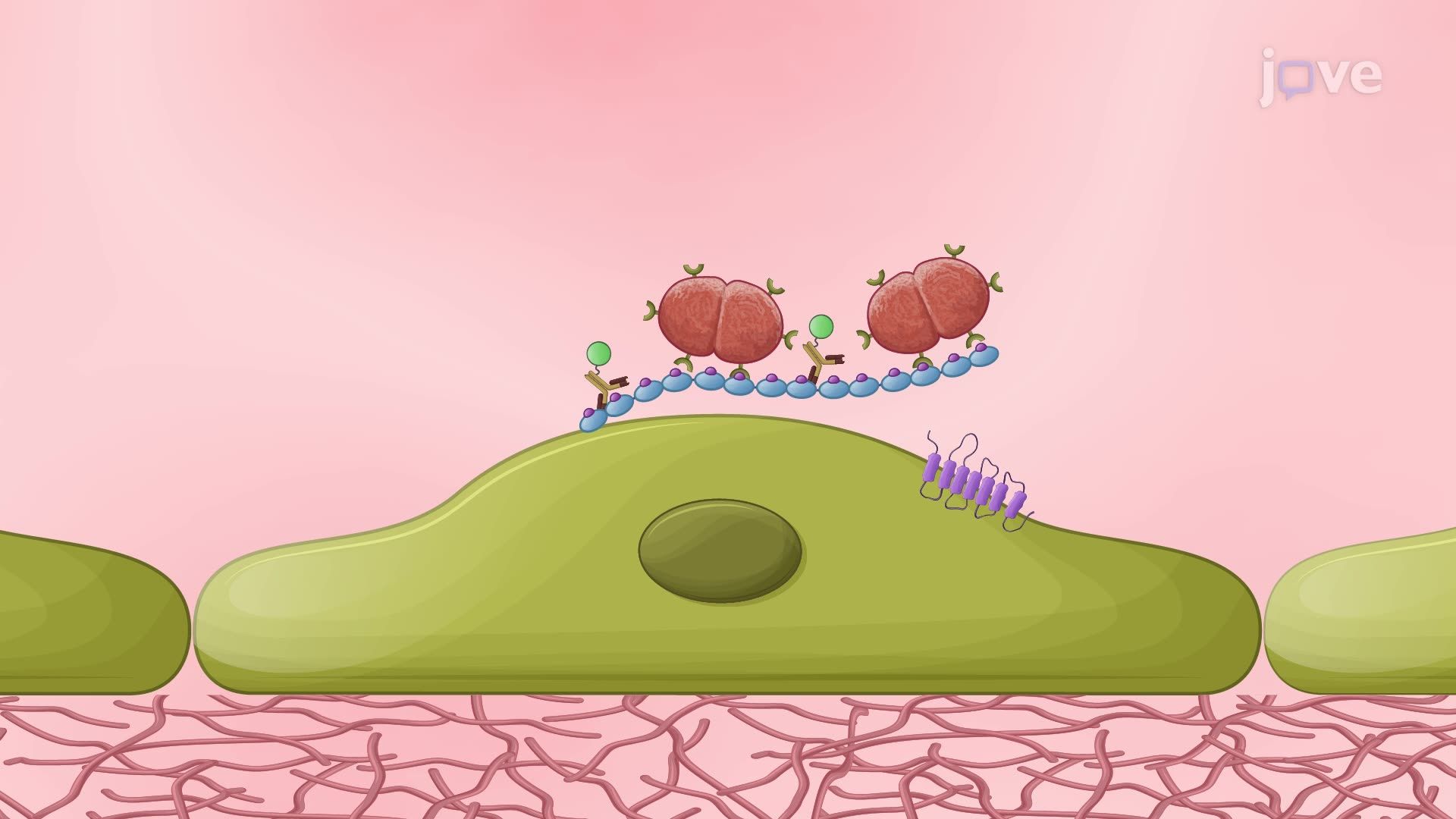 Evaluating Pneumococcal Attachment to Primary Human Endothelial Cells Under Constant Media Flow