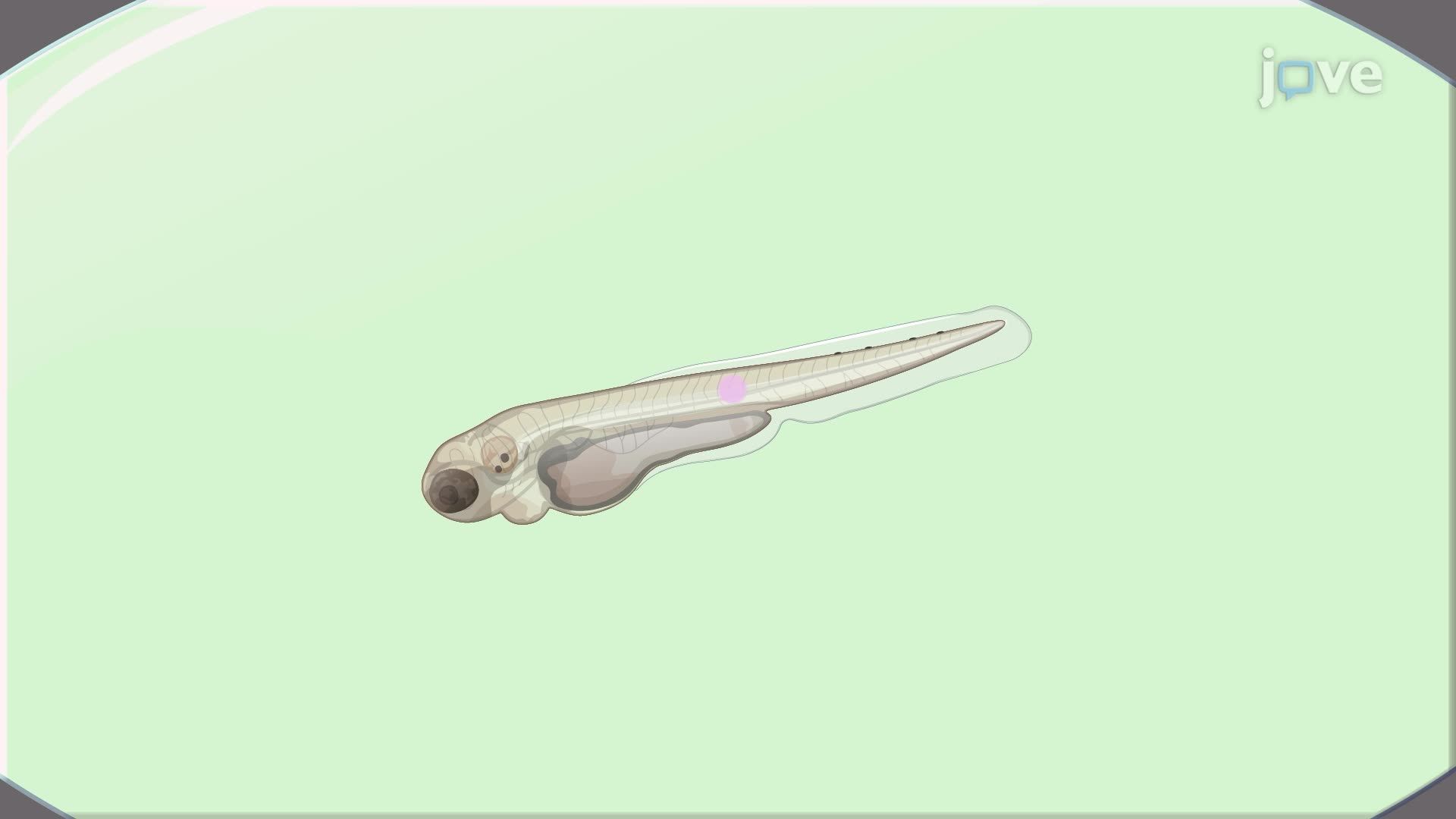 Fluorescence Imaging of Biomaterial-Associated Bacterial Infection in Zebrafish Embryos