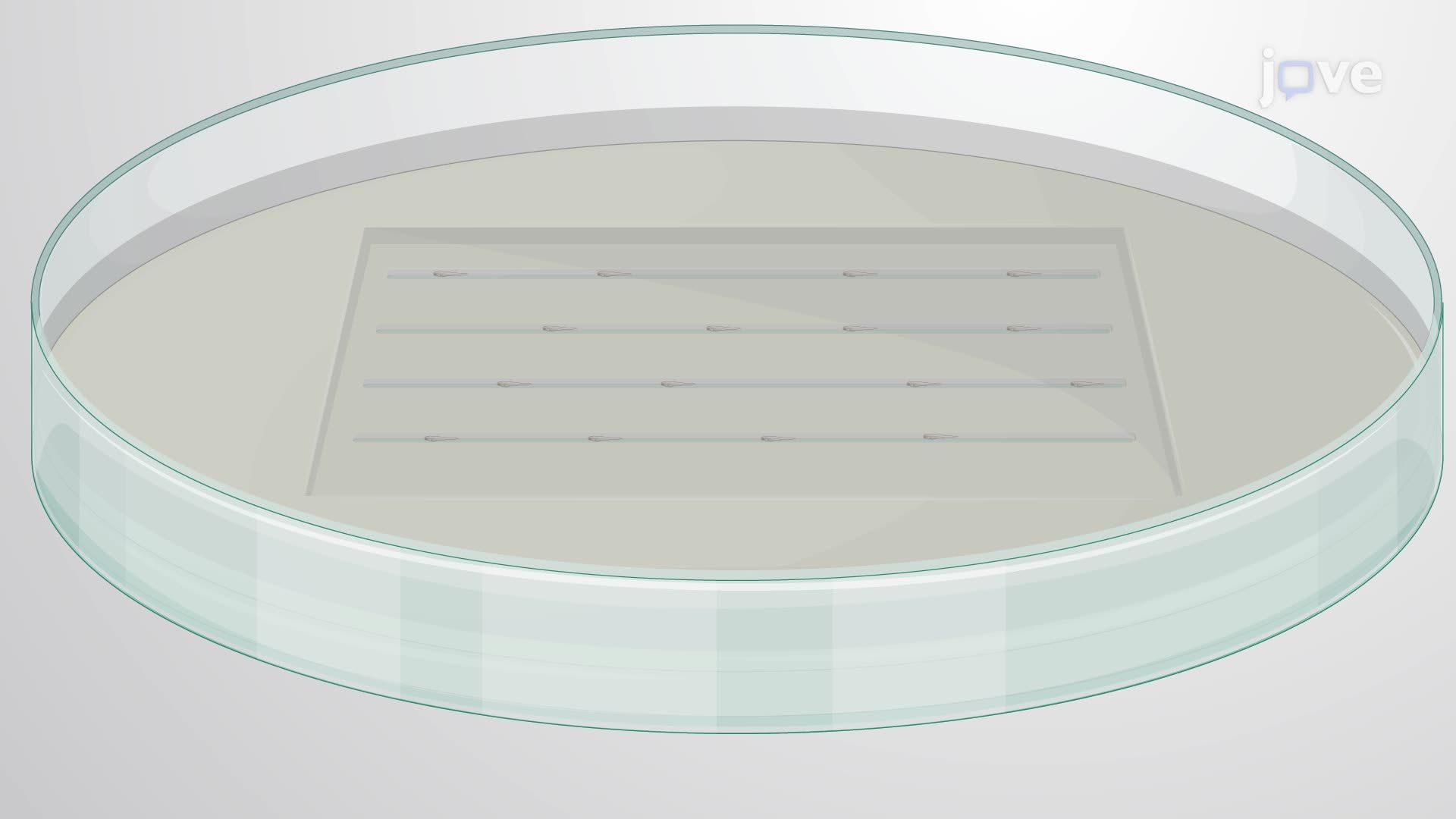 In Vivo Analysis of Implant-Associated Bacterial Infections Using Zebrafish Embryos