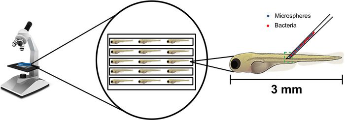Microscopy diagram: bacterial injection in zebrafish embryo; scale bar 3 mm; biological study.