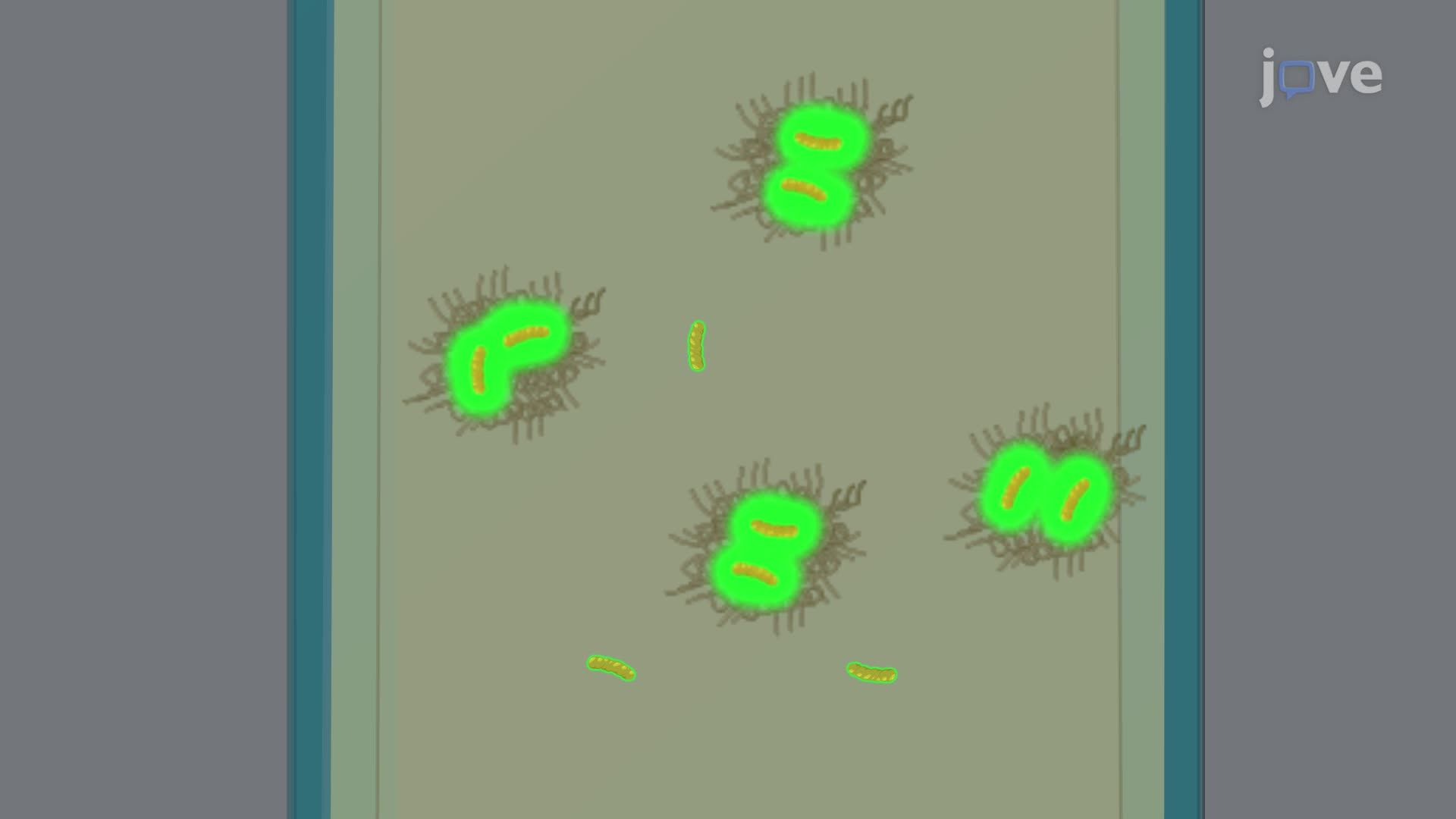 Quantifying Bacterial Infection-Induced Amyloids Using Thioflavin T Fluorescence