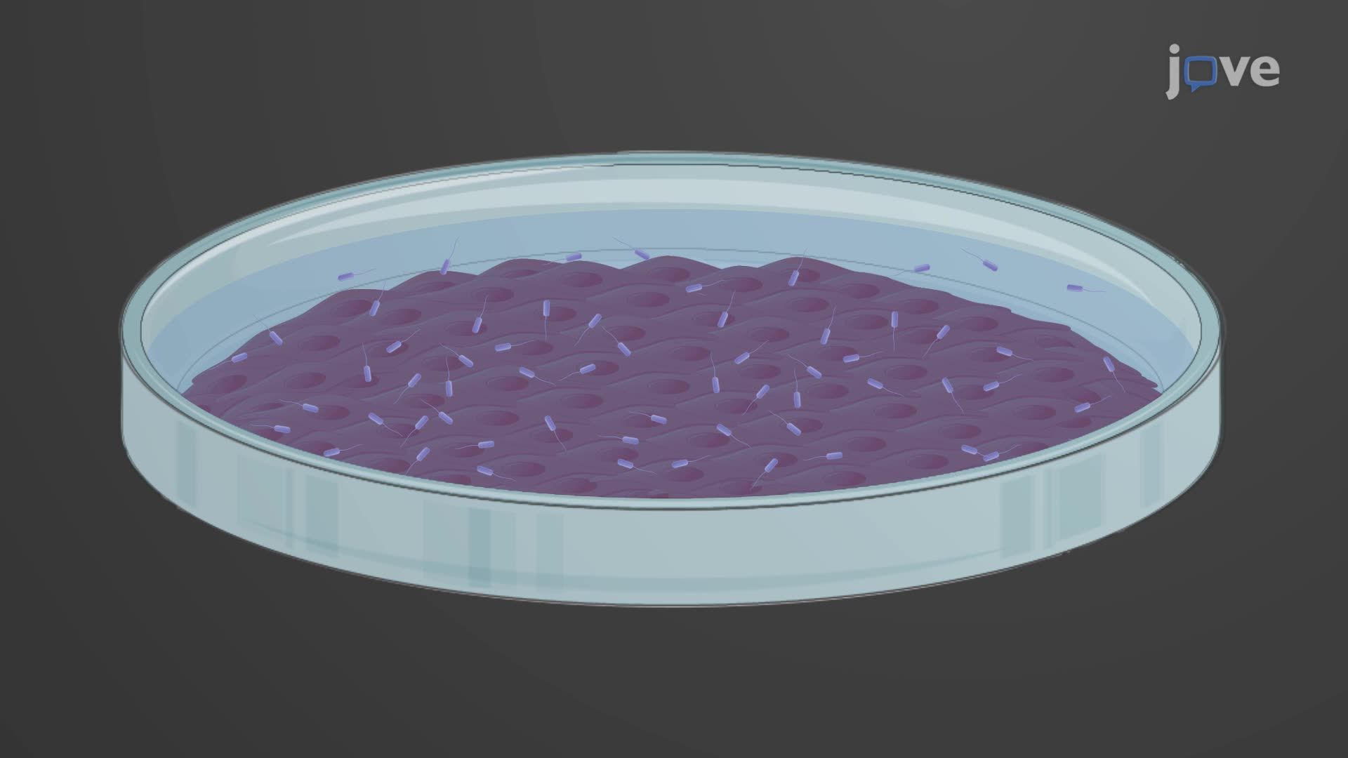 Obtaining Cytotoxic Amyloids Following Bacterial Infection of Rat Pulmonary Endothelial Cells