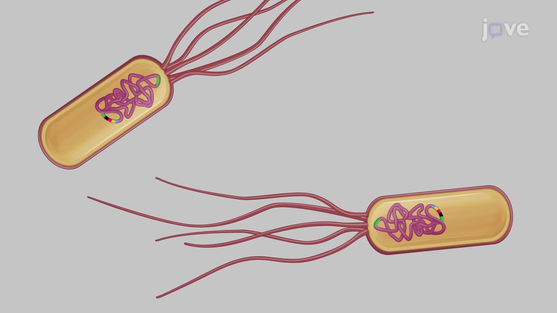 Tracking Bacterial Infection Dynamics in a Mouse Using Bioluminescence