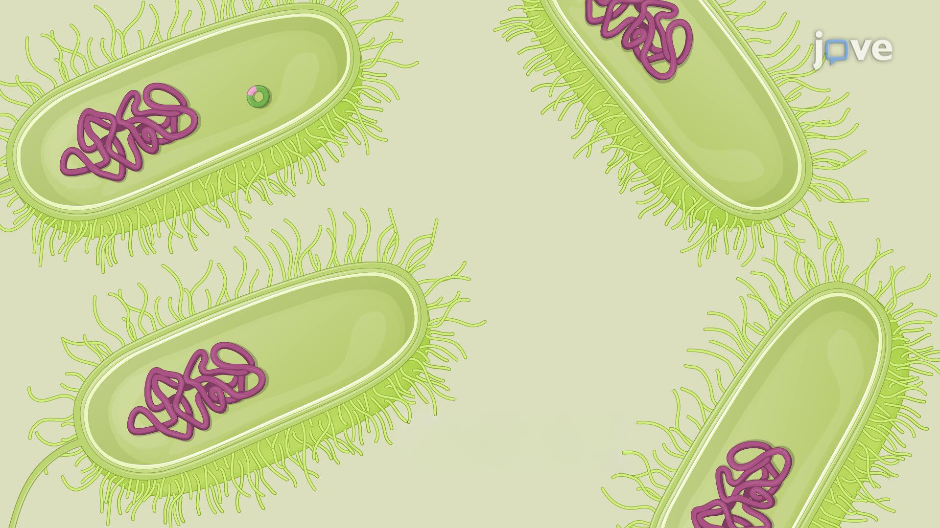 Generating Double-Crossover Recombinants of <i>Pseudomonas aeruginosa</i> for Targeted Gene Deletion