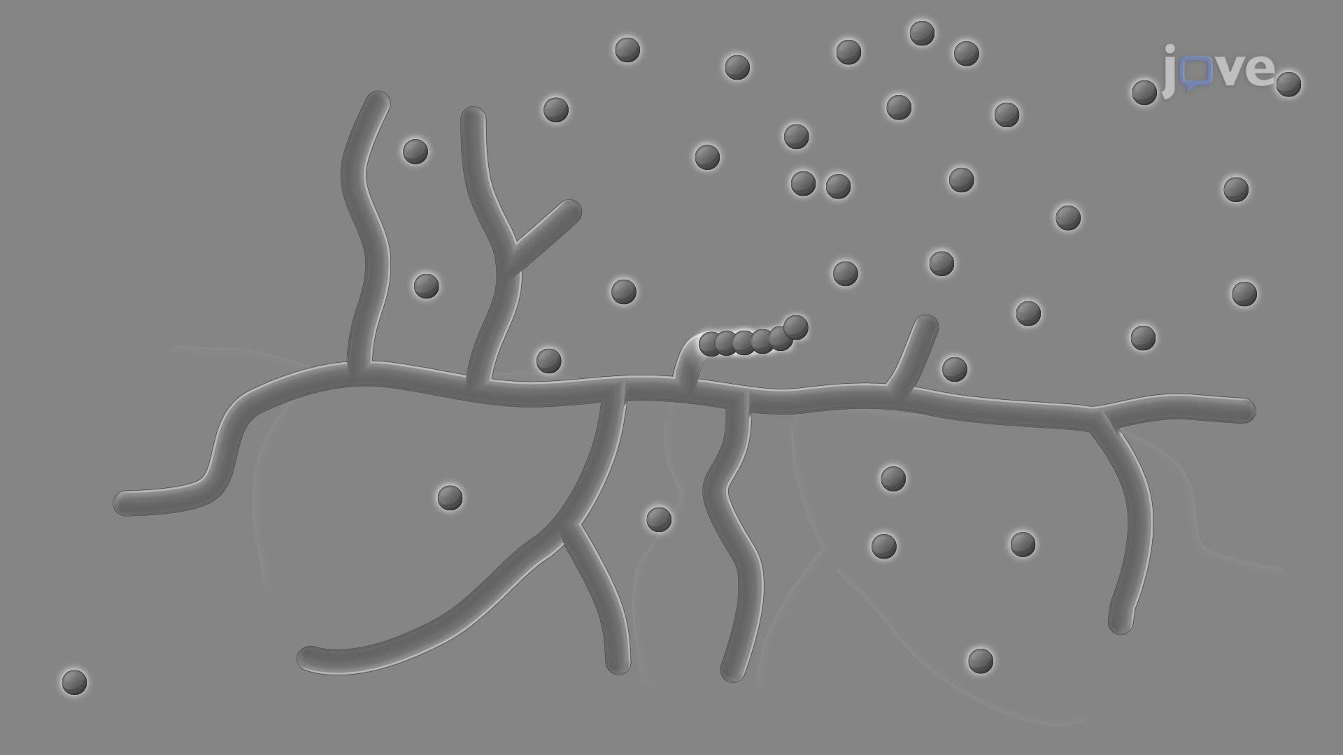 Preparation and Isolation of Streptomyces venezuelae Spores from a Liquid Culture