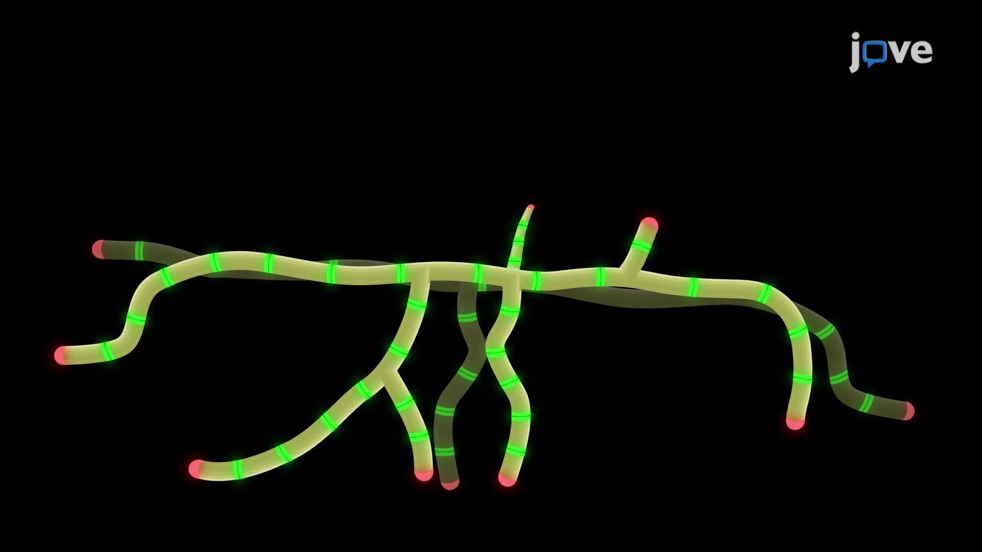 Fluorescence Time-Lapse Imaging of the <i>Streptomyces venezuelae</i> Life Cycle