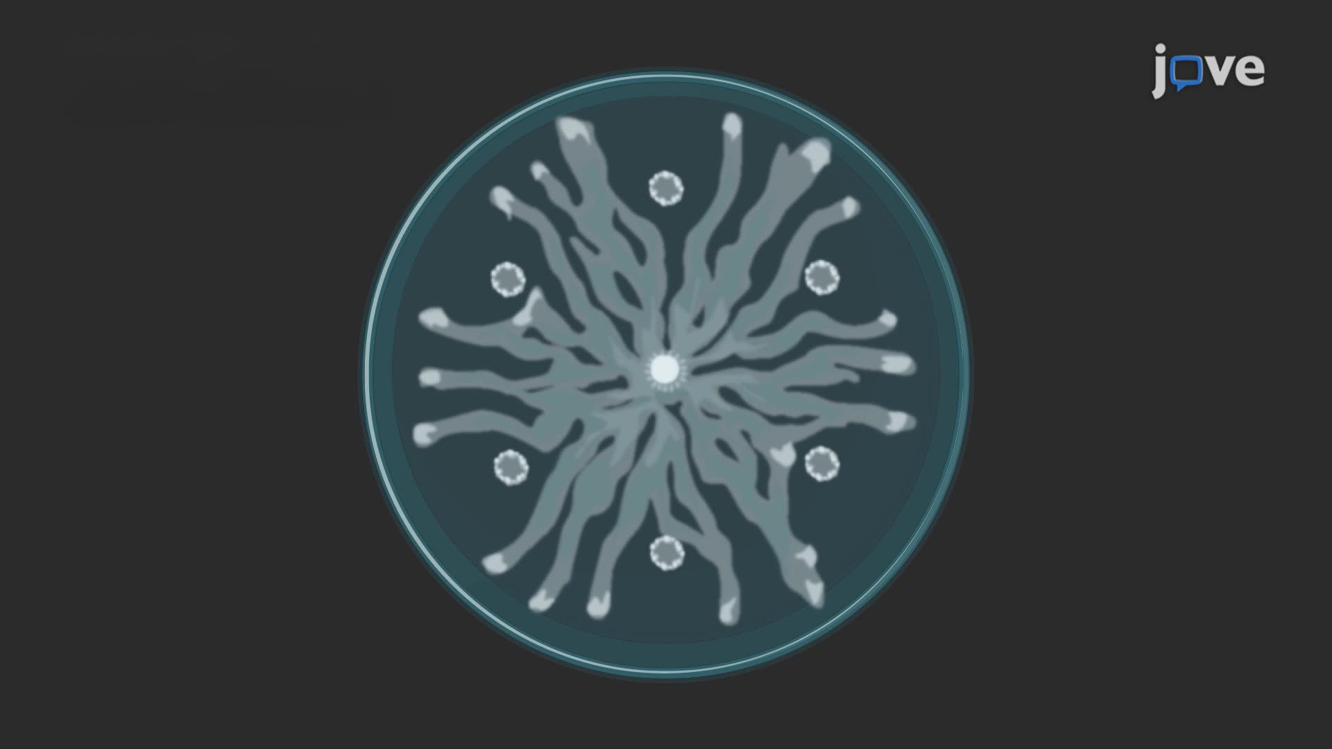 Swarming Behavior of <i>Pseudomonas aeruginosa</i> Under Antibiotic Stress