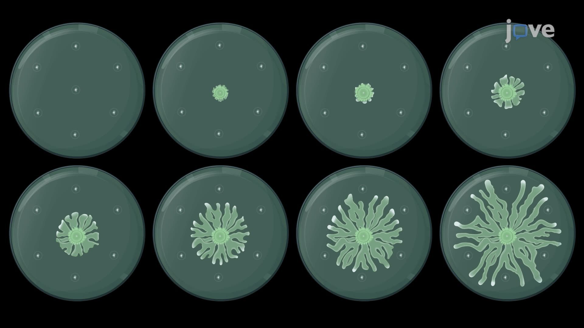 Imaging and Quantifying Swarm Avoidance Responses to Antibiotic Stress in <i>Pseudomonas aeruginosa</i>