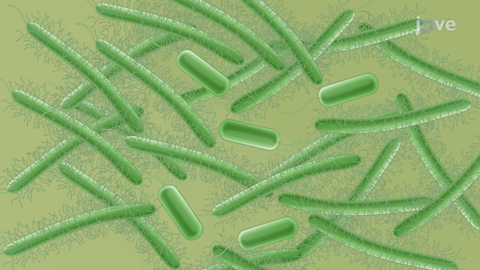 Induction of Differentiation of <i>Vibrio parahaemolyticus</i> into Swarmer Cells