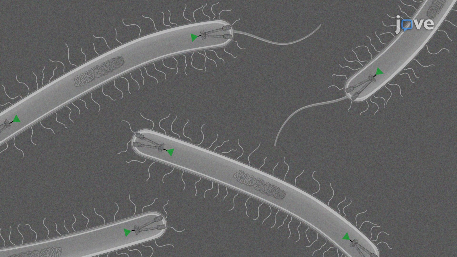 Preparation of <i>Vibrio parahaemolyticus</i> Swarmer Cells for Imaging