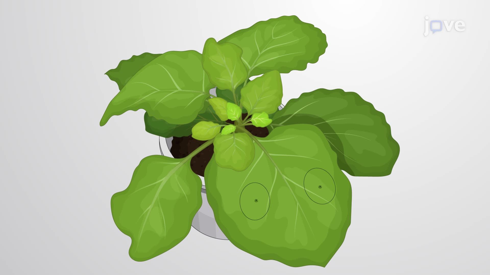 Monitoring Bacterial Infection and Effector Protein Delivery in Plant Cells